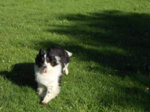 Shetland Sheepdog Princess