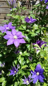 Clematis