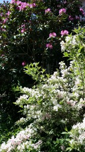 Wygelia and Rhododendron