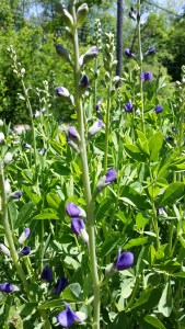 False Indigo