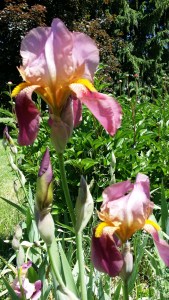 Irises
