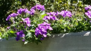 Purple verbena 