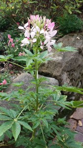 Cleome