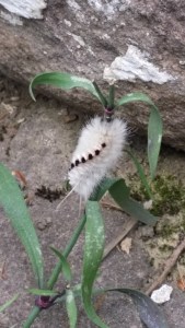 Caterpillar