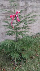 Charlie Brown Hemlock 