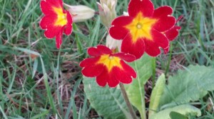 Primula