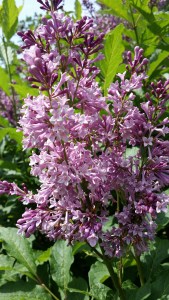 Lilacs