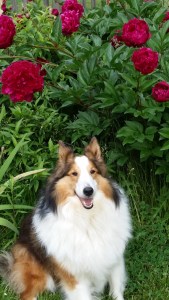 Shelby and Peonies