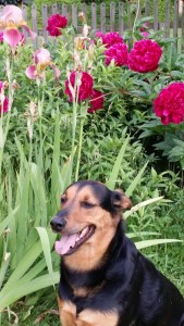 Baxter and Peonies