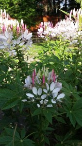 Flowers-Cleome