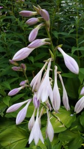 Hostas