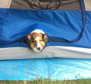 Dog-Sheltie-Sweetie