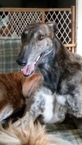 Greyhound, Dog, Cassius