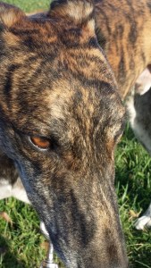 Dog, Greyhound, Cassius