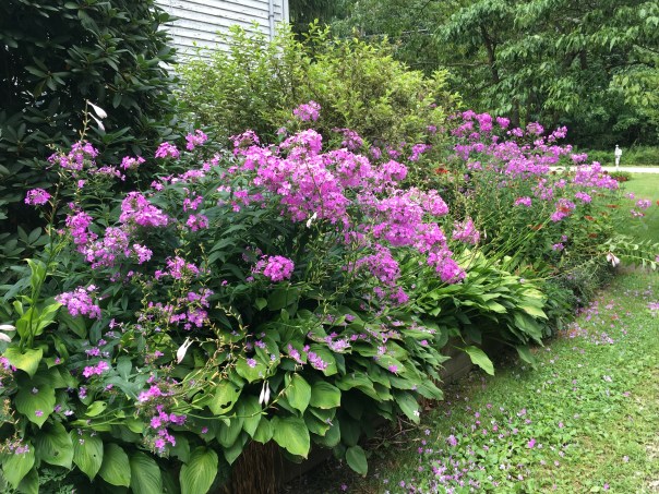 Perennial flowers beside the house