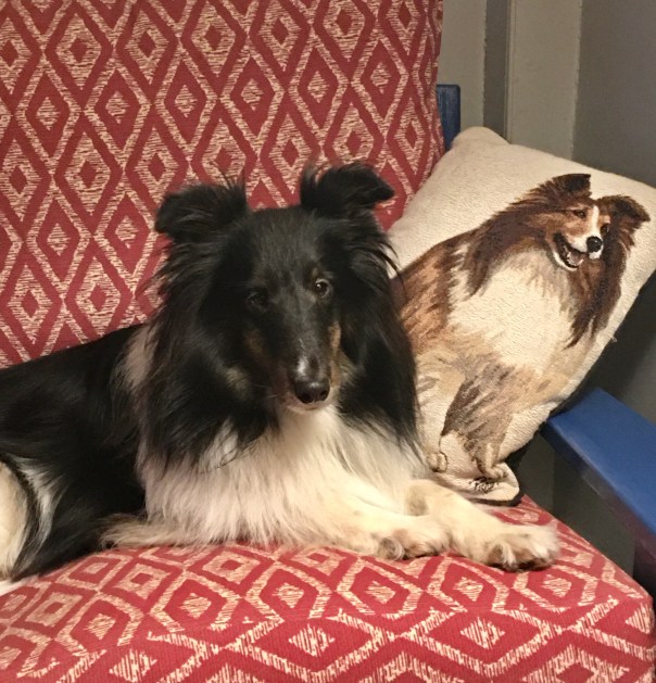 Claire the sheltie relaxing