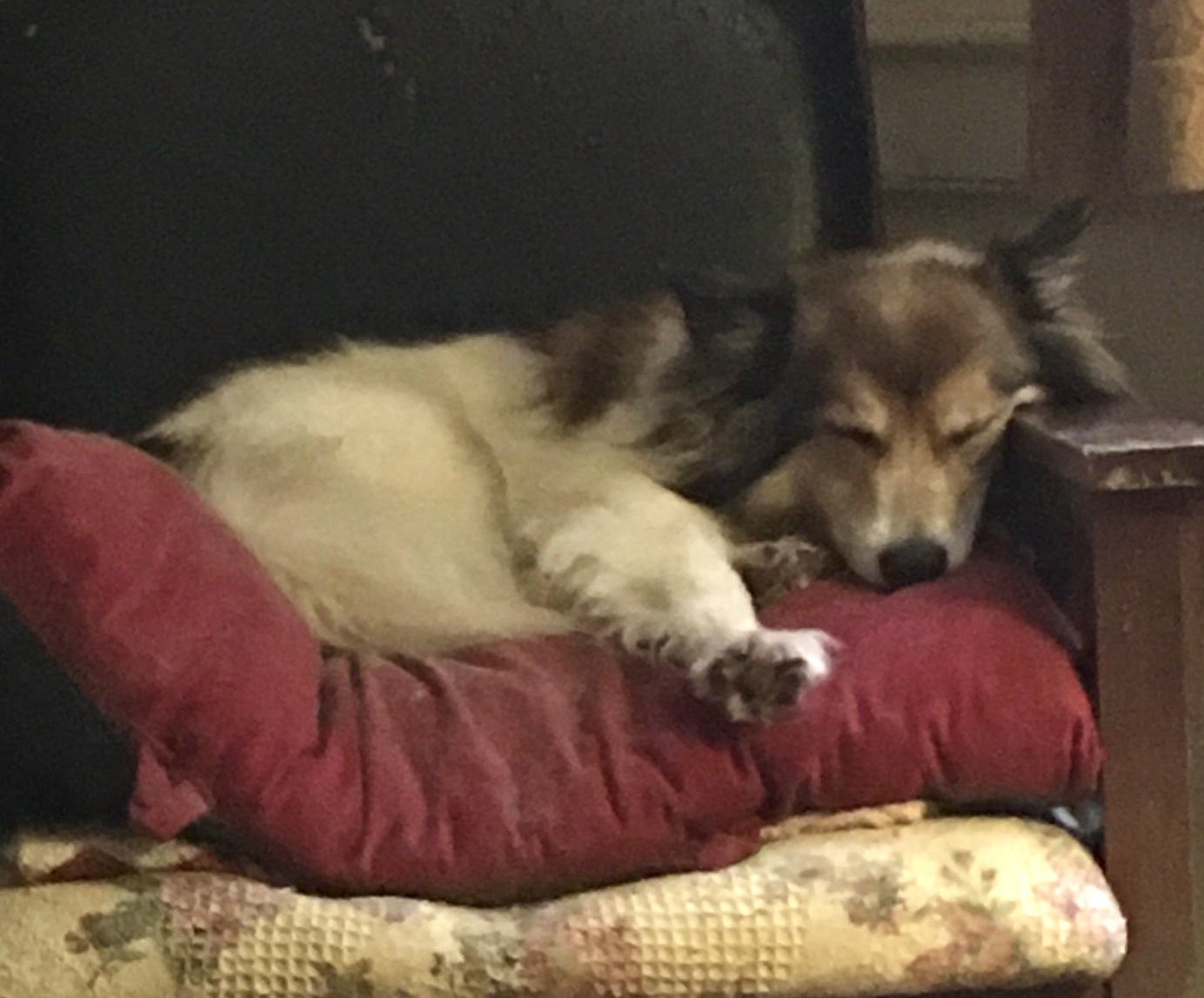 Zekie exhibiting the benefits of a tired dog. 