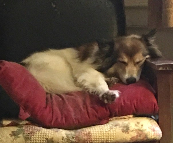 Zekie exhibiting the benefits of a tired dog. 