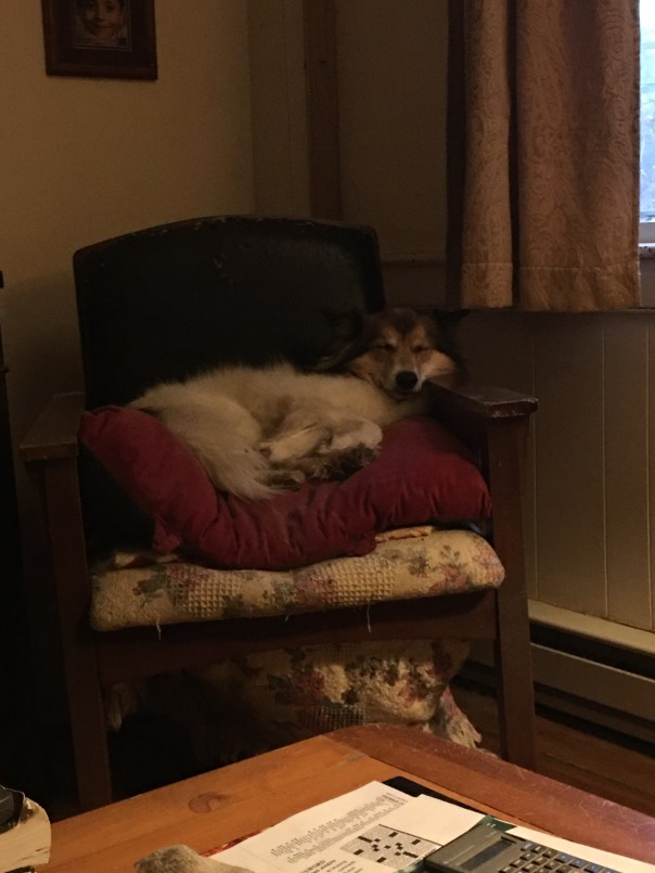 Zekie resting post-hike