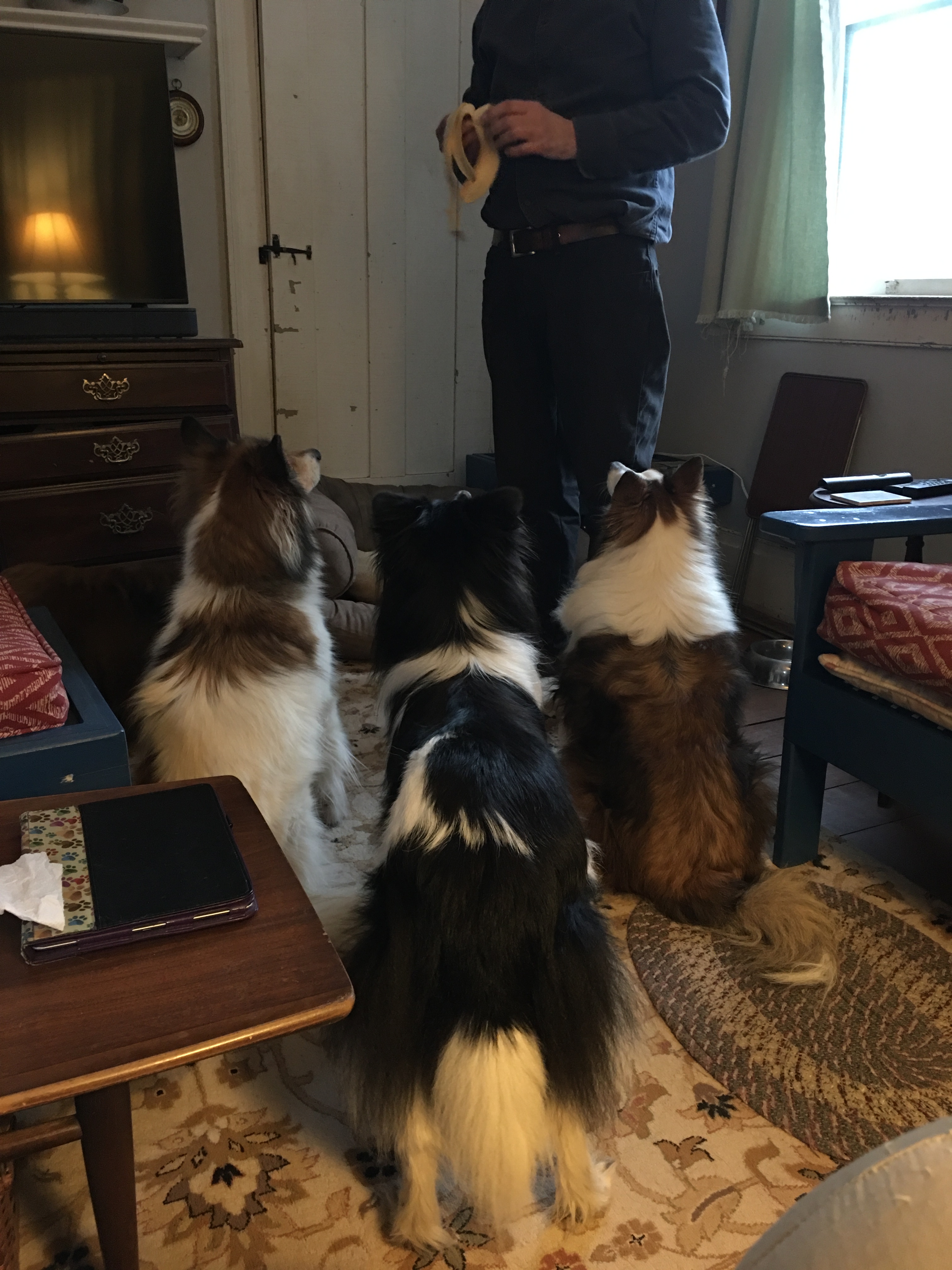 Dogs waiting for a bite of banana