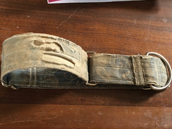 greyhound dog's old martingale collar