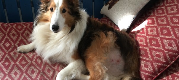 Sheltie Shelby resting after an injury