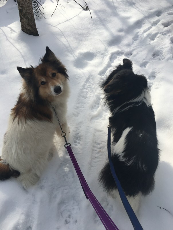 Sheltie dog and friend on a winter hike