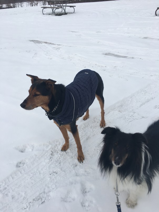 Two dogs hiking at West Branch State Park, Ohio
