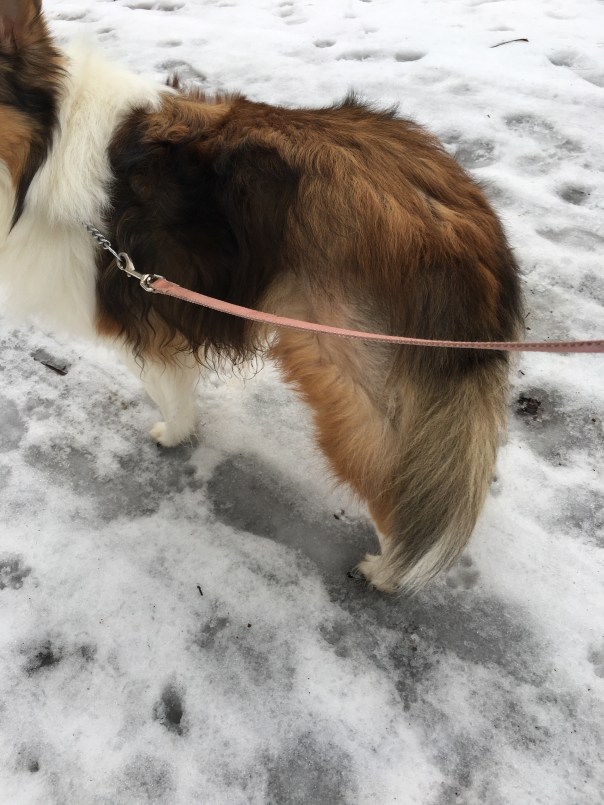 Shaved leg, Shetland sheepdog