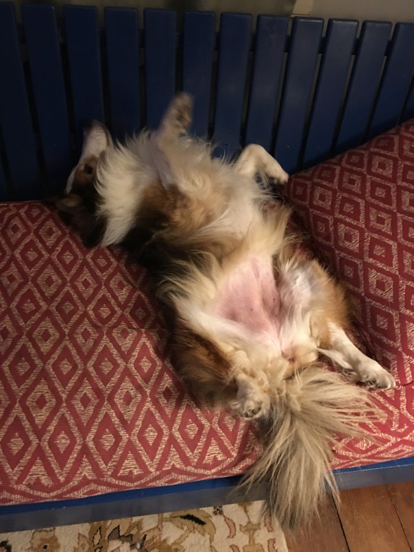 Napping sheltie