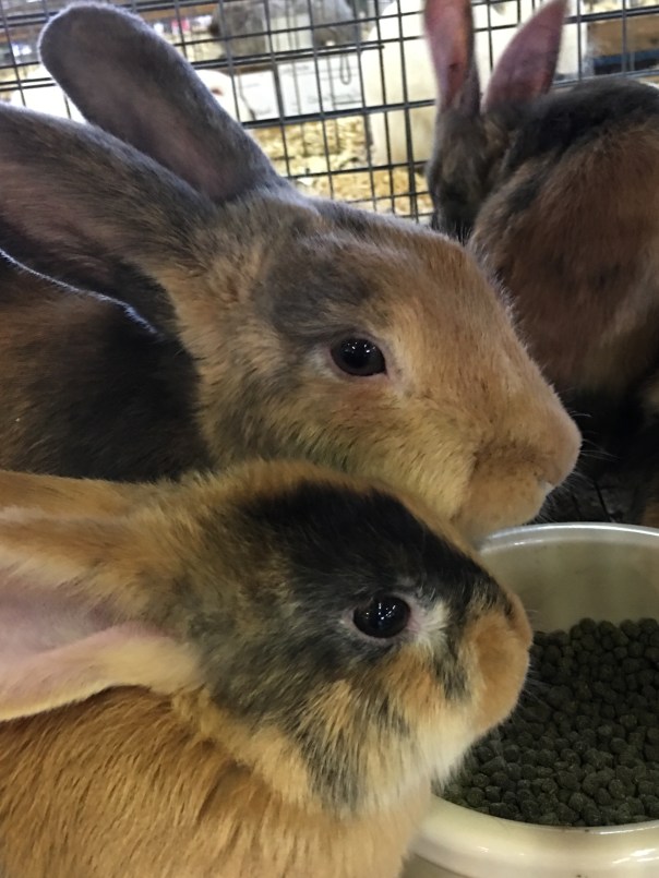 Bunnies at the fair