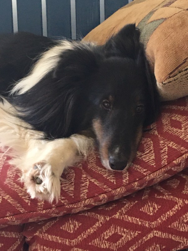 Shetland Sheepdog napping