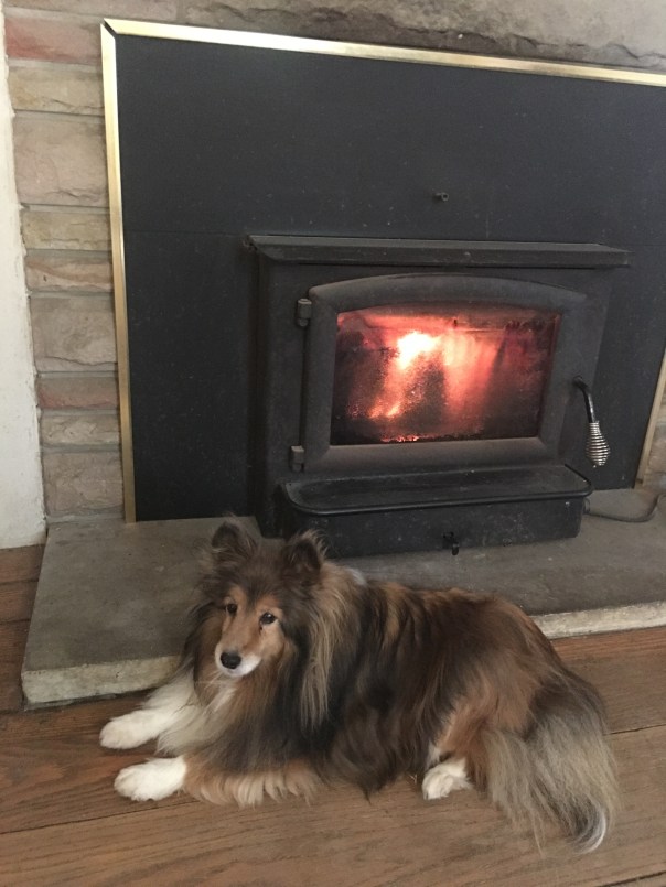 Sheltie in front of the fireplace
