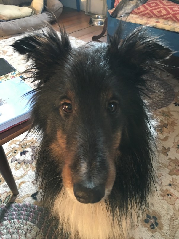 Shetland Sheepdog after a bath