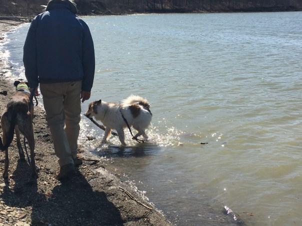 Dog retrieving stick