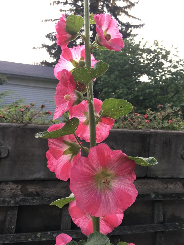 Hollyhock 