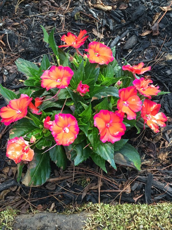 Sunpatiens 