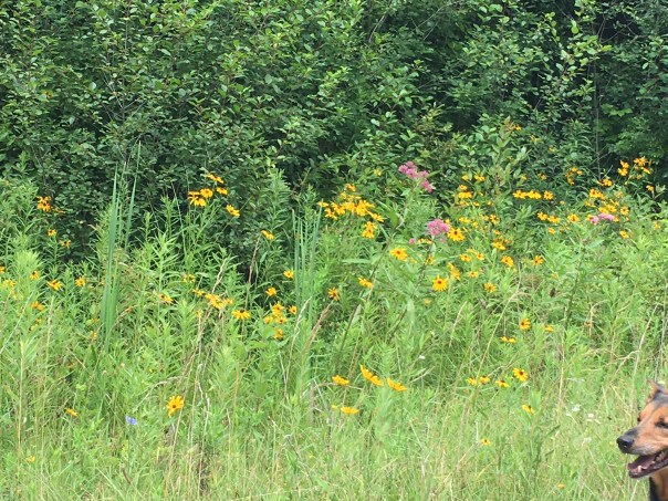 Black eyed Susan’s 