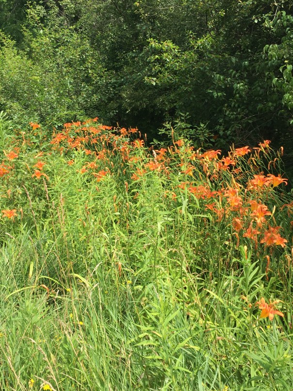 Day lilies 