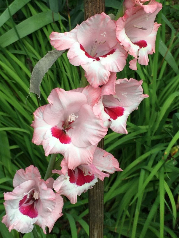 Gladioli