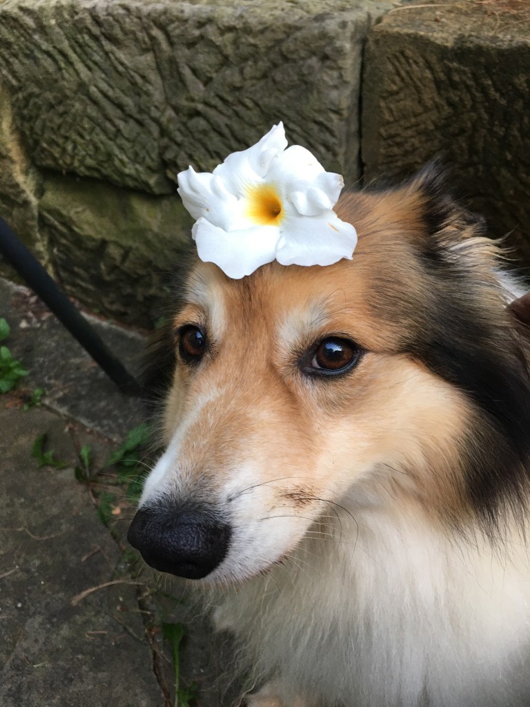 Dog with flower.