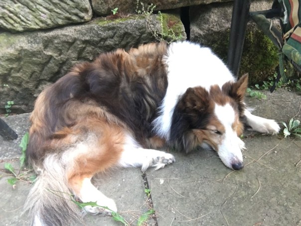 Napping sheltie in a patio garden.