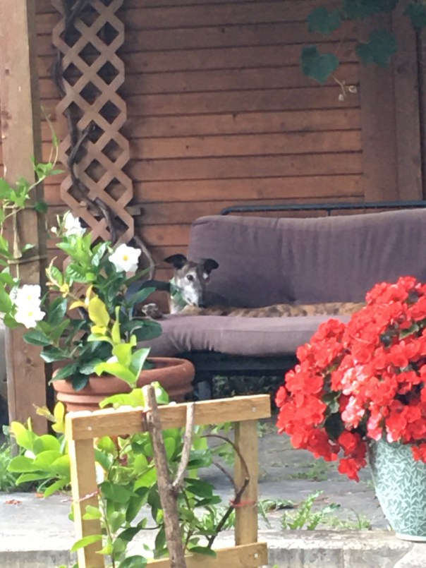 Greyhound sleeping on a futon. Patio garden.