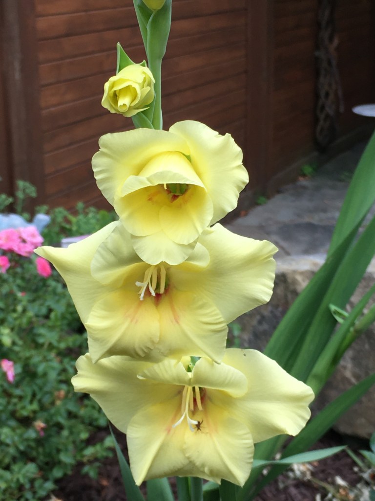 Yellow gladiolus