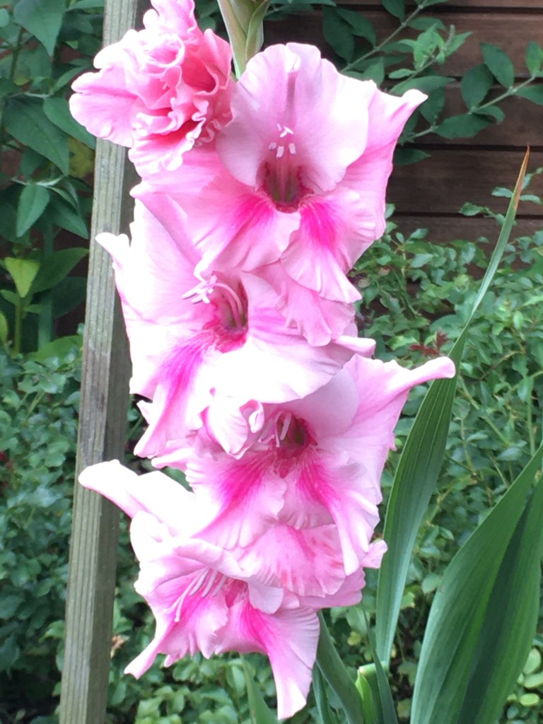 Pink gladiolus