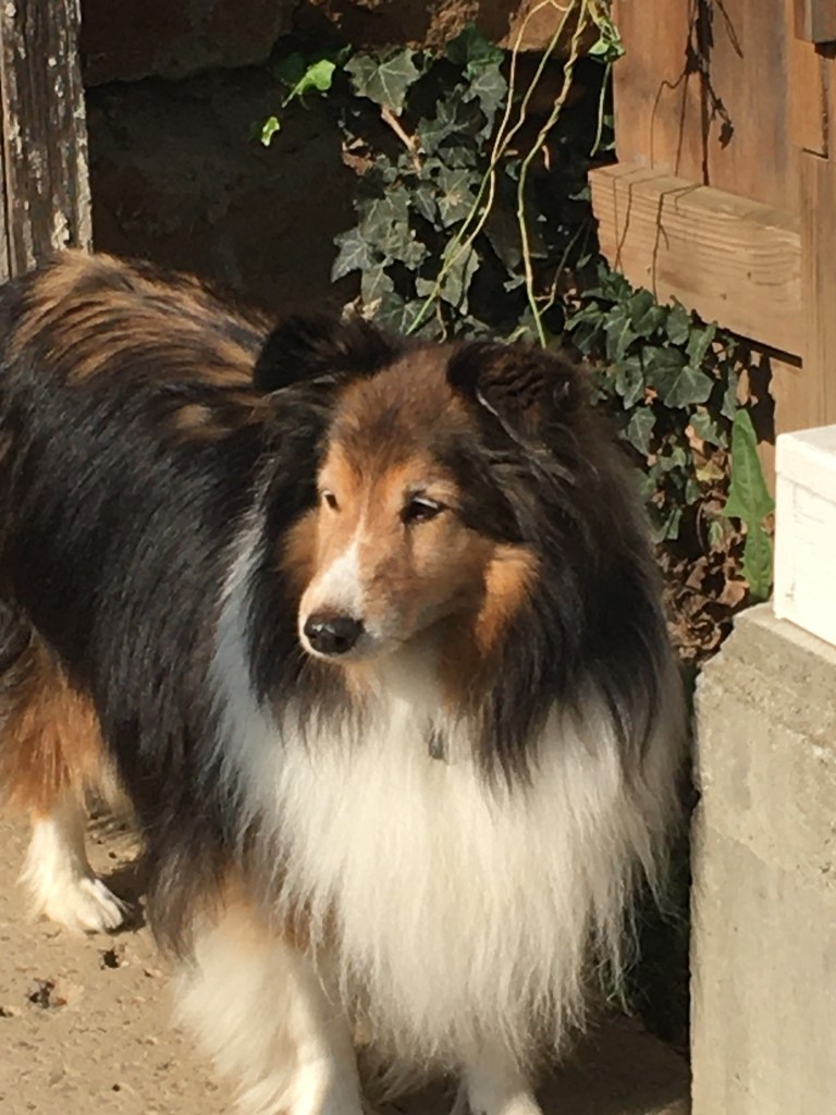 Shetland Sheepdog