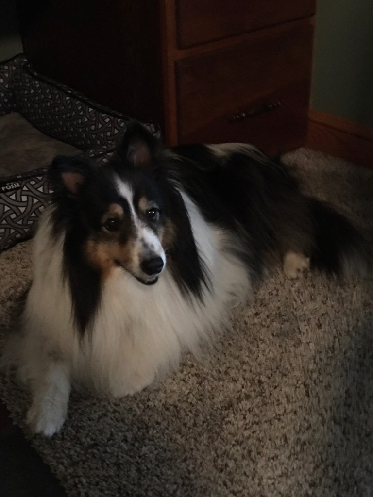 Sheltie