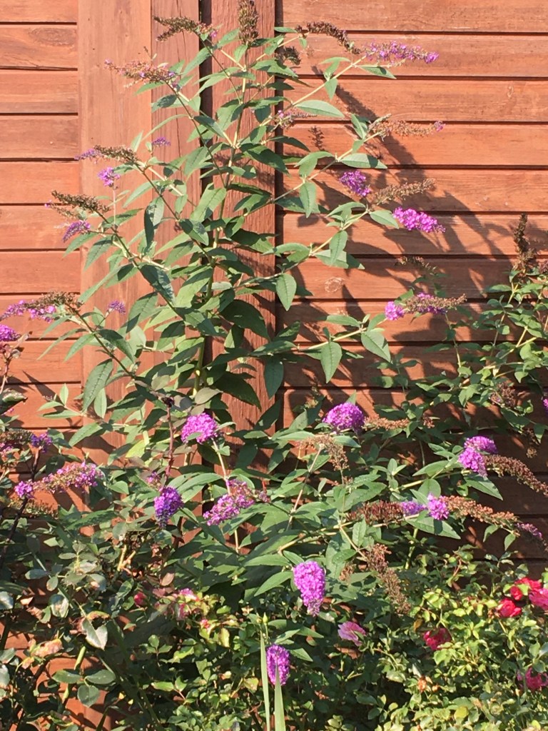 Butterfly bush