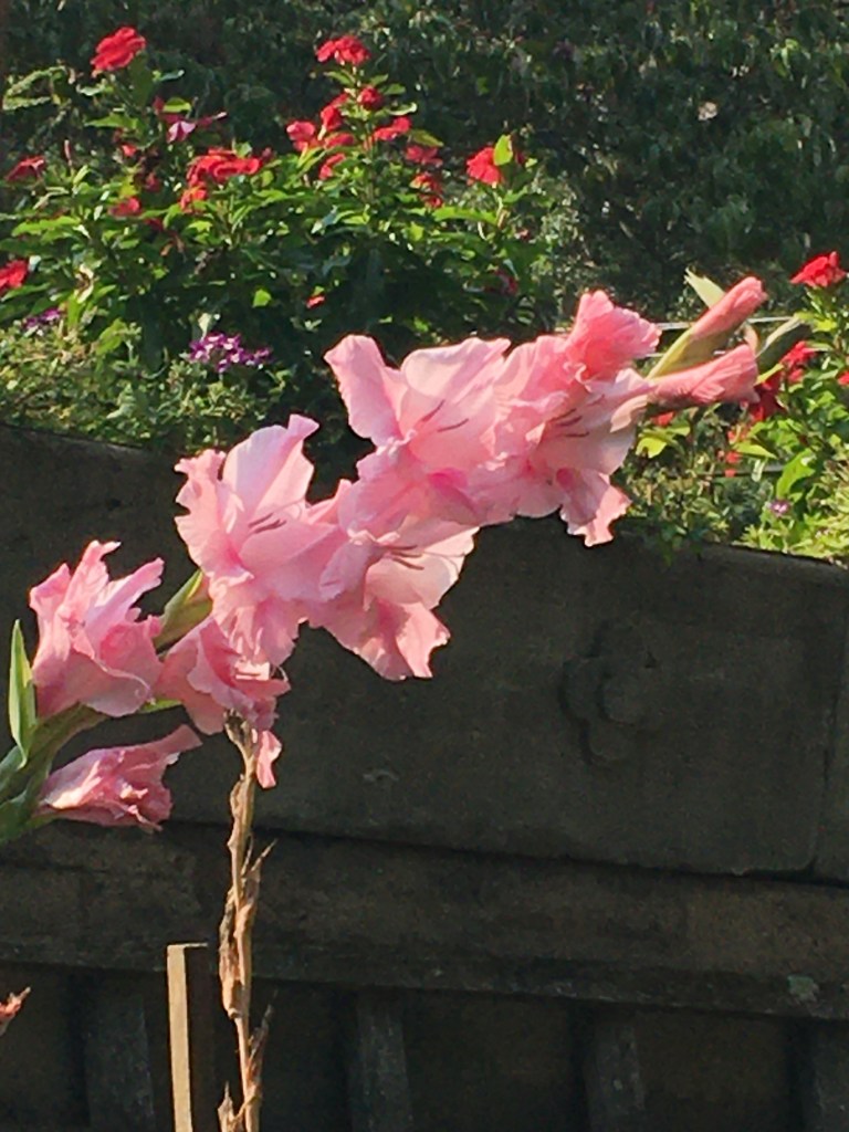 Gladioli