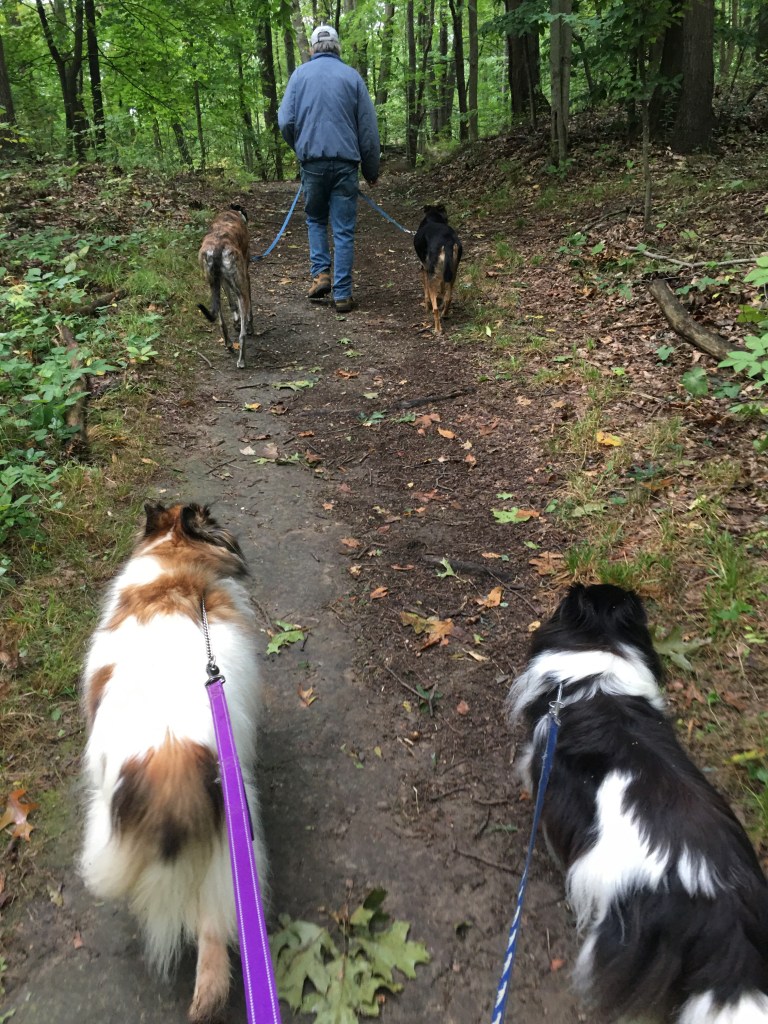 Hiking with dogs.